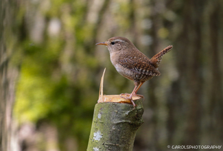 WREN (Troglodytidae)